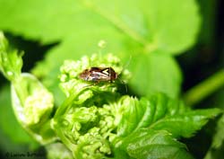 Lygus pratensis Lygus pratensis