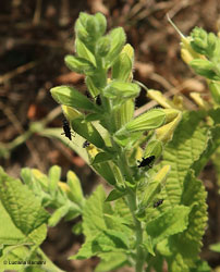 Macrotylus quadrilineatus Macrotylus quadrilineatus
