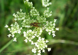 Closterotomus o Adelphocoris lineolatus ? Closterotomus o Adelphocoris lineolatus ?