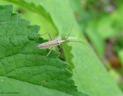 Notostira sp. Notostira sp.