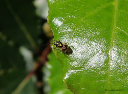 Orthops kalmii Orthops kalmii
