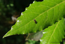 Orthops kalmii