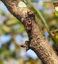 Pilophorus perplexus Pilophorus perplexus