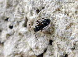 Pilophorus perplexus
