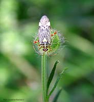 Rhabdomiris striatellus