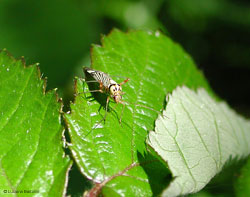 Rhabdomiris striatellus