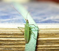 Trigonotylus caelestialium