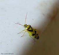 Orthops sp. Orthops sp.