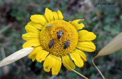 Miridae scuri su margherita gialla