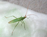 trigonotylus caelestialium