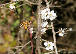 Apis mellifera