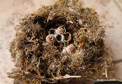 Nido di Bombus pascuorum