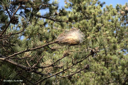 nido di bruco di processionaria