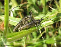 Agapanthia in accoppiamento