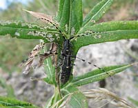 Agapanthia in accoppiamento