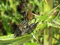 accoppiamento di Agapanthia