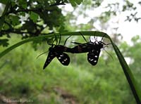 Amata phegea Amata phegea