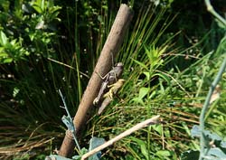 Anacridium aegyptium in accoppiamento