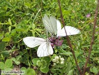 farfalle pieridi in accoppiamento