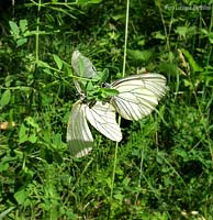 Aporia crataegi