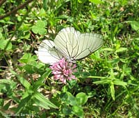 Aporia crataegi in accoppiamento