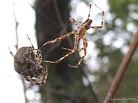 Araneus diadematus maschio e femmina in corteggiamento