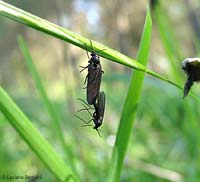 Bibio sp. Bibio sp.