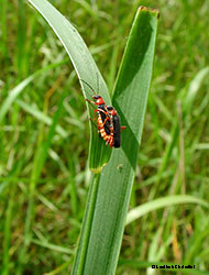 Cantharidae accoppiamento