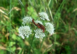 Cantharidae sp.