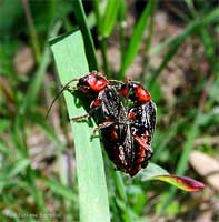 Cantharis rustica
