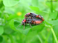 Coleotteri Cantharis rustica