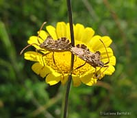 Centrocoris variegatus