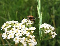 cerambycidae in amore