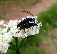 Cerambicidi Stenurella nigra
