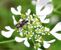 Cerambycidae Brachypteroma ottomanum