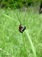 Cercopis sanguinolenta in amore