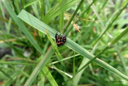 Cercopis sanguinolenta in amore