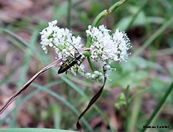 coleottero Oedemeridae: Chrysanthia viridissima