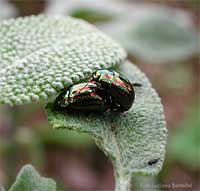 Chrysolina americana in accoppiamento