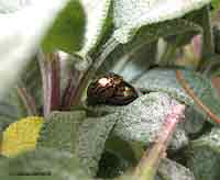 Chrysolina sp.