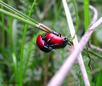 La rossa Chrysomela sp.