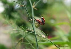 Crioceris duodecimpunctata accoppiamento