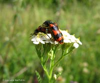 Cleridae in accoppiamento