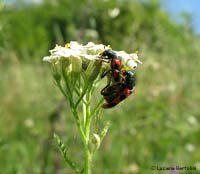 Trichodes alvearius in accoppiamento