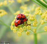 Coccinella Hippodamia variegata