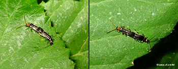 Cantharidae accoppiamento