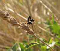 conopidae sp. in accoppiamento conopidae sp. in accoppiamento