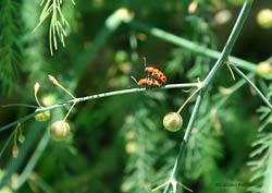 Crioceris duodecimpunctata accoppiamento
