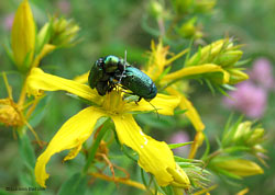 Cryptocephalus sp. in accoppiamento