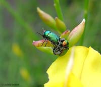 Cryptocephalus sp. in accoppiamento